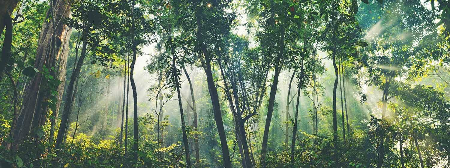Nachhaltigkeit Waldschutz Forest protection