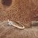 GLIZZ GL8710 Women's Diamond Ring 333/8K Gold 2