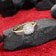 GLIZZ GL1130 Women's Ring Gold 333/8K With Cubic Zirconia 2
